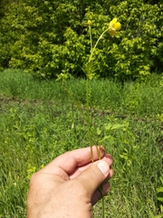 Ranunculus acris