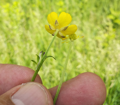 Ranunculus acris