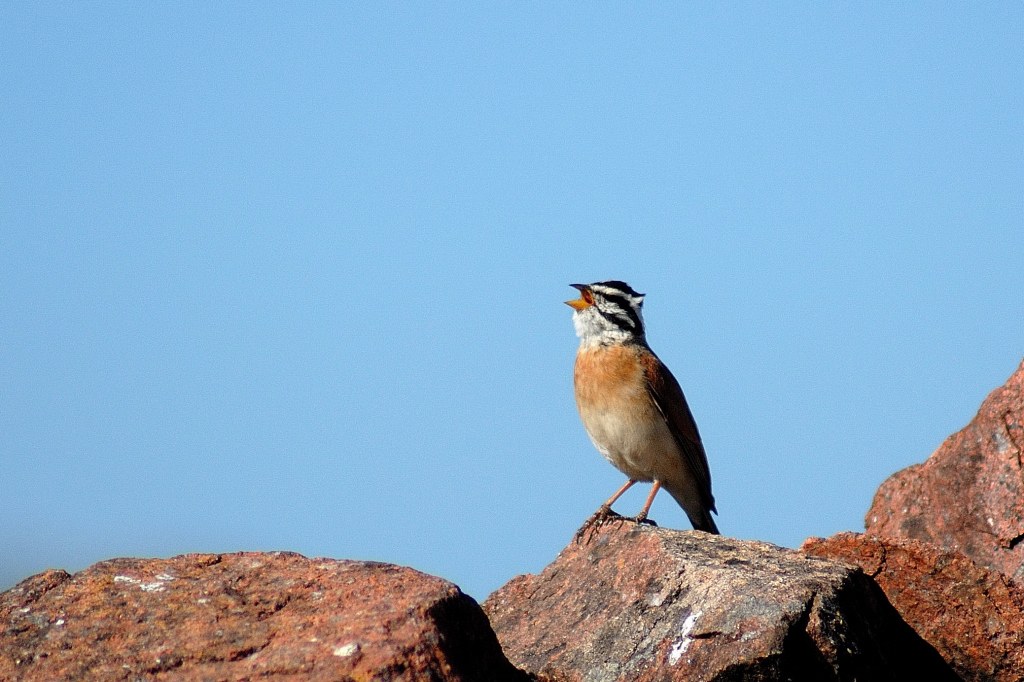 Socotra Bunting photo