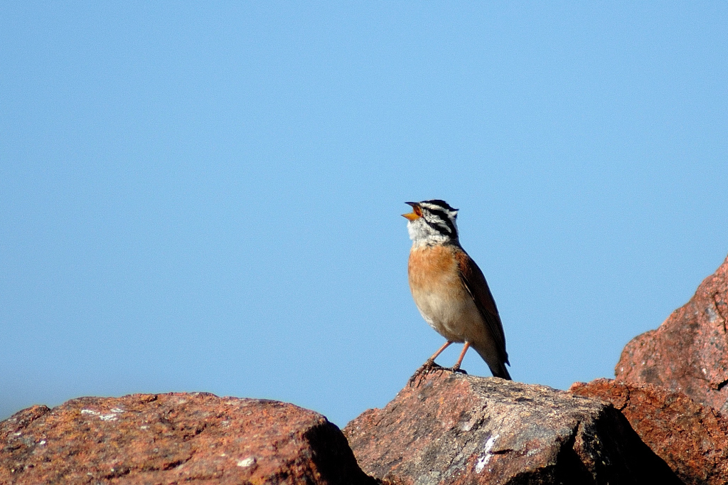 Socotra Bunting illustration