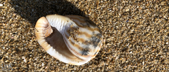 Phalium flammiferum