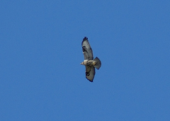 Buteo socotraensis