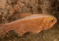 Optivus agastos