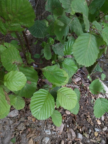 Alnus glutinosa image