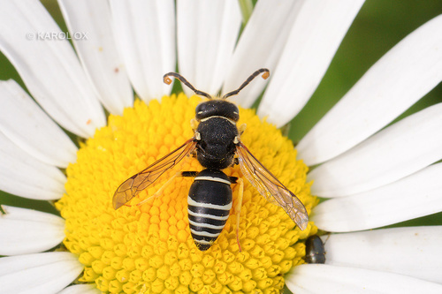 Odynerus melanocephalus armeniacus