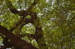 Epomophorus gambianus