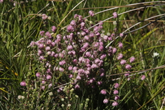 Erica cooperi