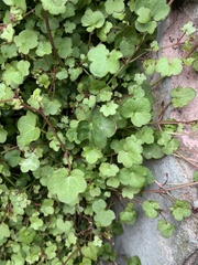 Cymbalaria muralis