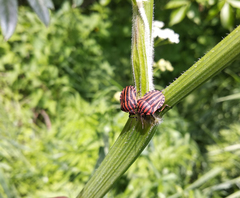 Graphosoma italicum italicum