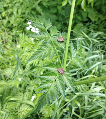 Graphosoma italicum italicum