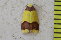 Heterallactis microchrysa