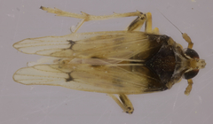 Megamelus scutellaris