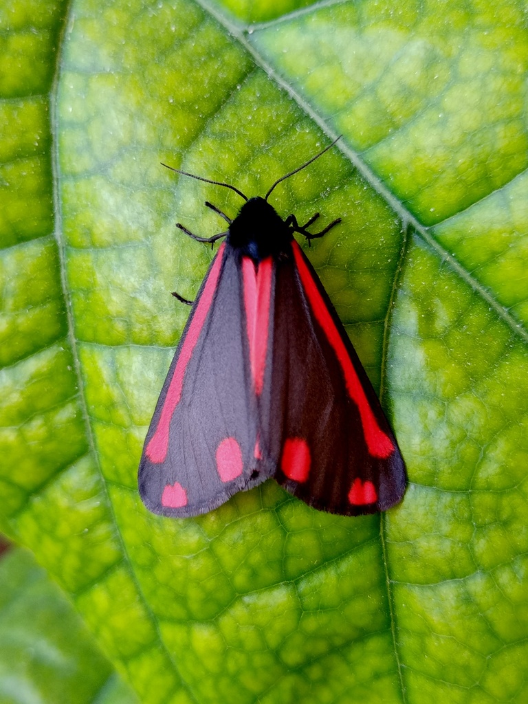 Cinnabar moth (Tyria jacobaeae)