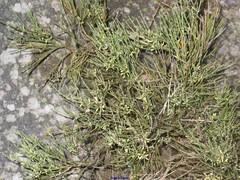 Cytisus oromediterraneus