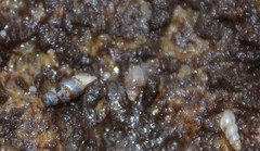 Leucophytia bidentata