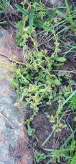 Crassula lanuginosa