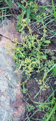 Crassula lanuginosa