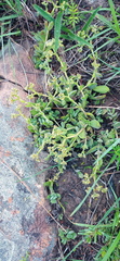 Crassula lanuginosa