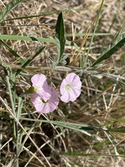 Convolvulus erubescens