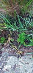 Crassula lanuginosa