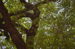 Epomophorus gambianus