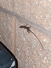 Anolis sagrei