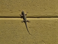 Hemidactylus platyurus