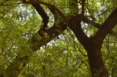 Epomophorus gambianus