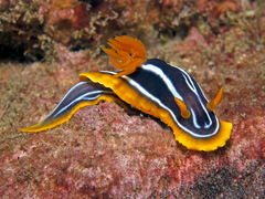 Chromodoris kuiteri