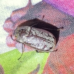 Dermolepida albohirtum