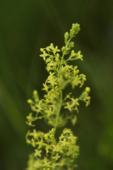 Galium capense