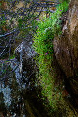 Delosperma monanthemum