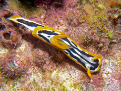 Chromodoris strigata