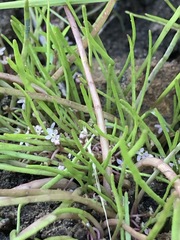 Lilaeopsis polyantha