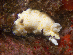 Goniobranchus rufomaculatus
