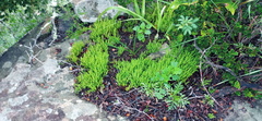 Crassula lanceolata