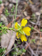 Hibbertia puberula