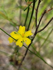 Hibbertia stricta