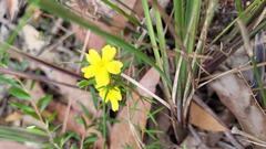 Hibbertia stricta