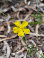 Hibbertia puberula