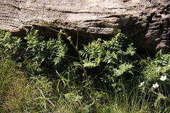 Cheilanthes quadripinnata