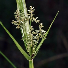 Cyperus pilosus
