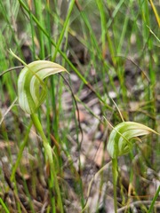 Pterostylis acuminata