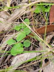 Pterostylis acuminata