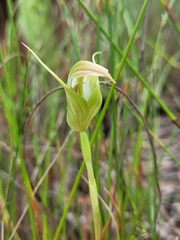 Pterostylis acuminata