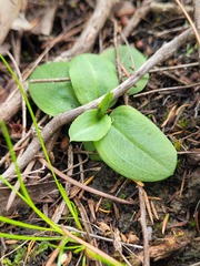 Pterostylis acuminata
