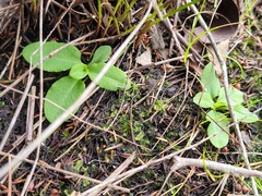Pterostylis acuminata