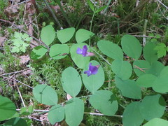 Lathyrus polyphyllus