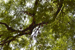 Epomophorus gambianus