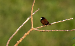 Lonchura atricapilla